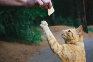 Може ли котките да се дават сирене? Може ли котките да се дават сирене?